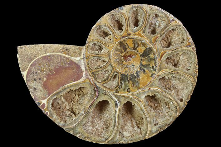Sliced, Agatized Ammonite Fossil (Half) - Jurassic #100541